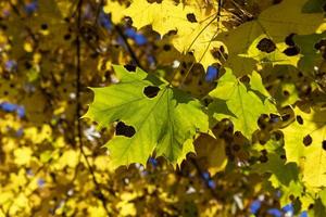 Ahornbaum während der Herbstsaison foto