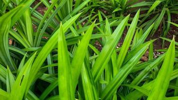 Pandanblatt-Pflanzenhintergrund, riecht gut und kann als natürliche Lebensmittelfarbe verwendet werden 07 foto