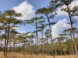 ländliche Landschaft mit einem Weg, Bäumen und Wiesen auf Hügeln, blauem Himmel und angenehm warmem Sonnenschein foto