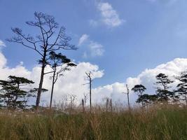 ländliche Landschaft mit einem Weg, Bäumen und Wiesen auf Hügeln, blauem Himmel und angenehm warmem Sonnenschein foto