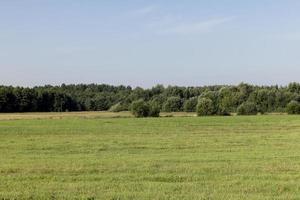 Feld mit Gras zum Ernten von Futter für Kühe foto