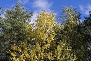 Herbstpark mit Bäumen während des Laubfalls foto