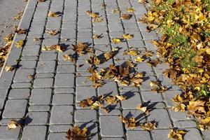 vergilbendes Ahornlaub in der Herbstsaison foto