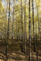 Herbstwald mit einer großen Anzahl von Birken foto
