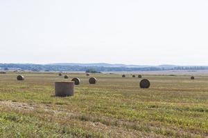 ein Feld mit Getreide im Sommer foto