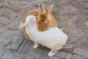 Kaninchen auf grünem Gras. Zuhause dekoratives Kaninchen im Freien. kleiner Hase, Jahr des Hasentierkreises, Osterhase. foto