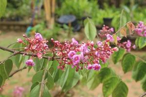 selektiver fokus der schönen sternfruchtblume im garten. foto