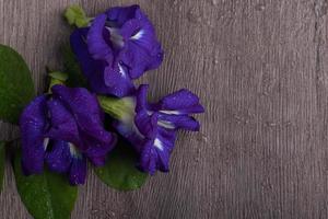 frische Schmetterlingserbsenblume auf dem grauen Hintergrund. Getränkekonzept. flache Lage, Draufsicht foto