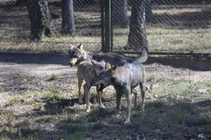 grauer Wolf im Wald foto