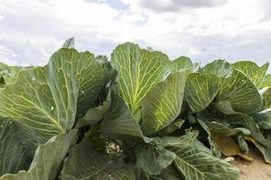 landwirtschaftliches Feld, in dem Kohl in Kohl angebaut wird foto