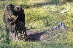 wildes tier europäischer bison foto