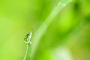 Wassertropfen auf einem grünen Blatt foto