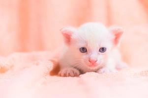 ein süßes Kätzchen auf einem Handtuch foto