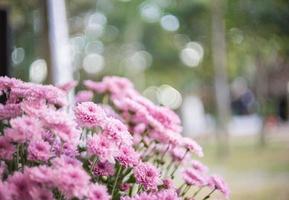 rosa Chrysanthemenblüten foto