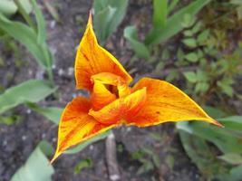 gelbe Tulpe. eine wunderbare frühlingsblume foto