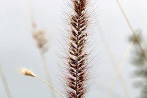 Acker Ährchen natürliche Trockenblumen 80 Zentimeter hoch. foto