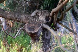 Ein alter Baumstumpf ist ein kleiner Teil eines gefällten Baumstammes. foto