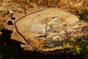 Ein alter Baumstumpf ist ein kleiner Teil eines gefällten Baumstammes. foto