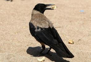 Nebelkrähe in einem Stadtpark in Israel foto