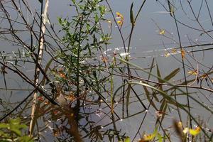 Vegetation an den Ufern eines Flusses im Norden Israels foto