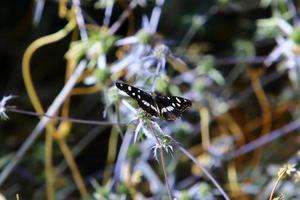 Ein mehrfarbiger Schmetterling sitzt auf einer Blume in einem Stadtpark. foto