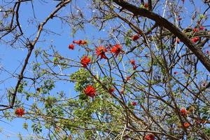 erythrina Hahnenkamm blüht in einem Stadtpark im Norden Israels. foto