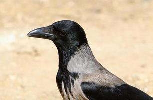 Nebelkrähe in einem Stadtpark in Israel foto