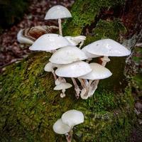 Pilze mit weißer Kappe, die auf einem toten Baumstumpf wachsen foto