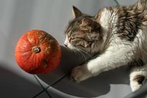 Porträt einer Katze, die neben einem Kürbis auf dem Boden liegt foto