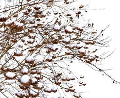 trockene braune buschzweige in der schneenahaufnahme. natürlicher pflanzenwinterhintergrund foto