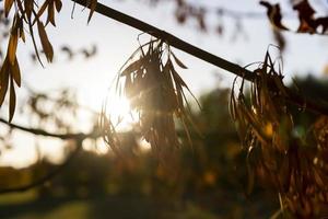 Herbstpark mit Bäumen während des Laubfalls foto