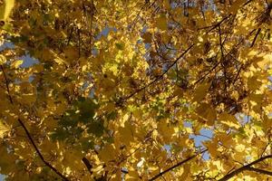 vergilbendes Ahornlaub in der Herbstsaison foto