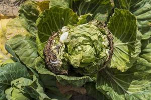 landwirtschaftliches Feld, in dem Kohl in Kohl angebaut wird foto