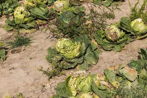 landwirtschaftliches Feld, in dem Kohl in Kohl angebaut wird foto