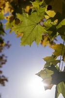 Ahornbaumlaub im Herbst foto