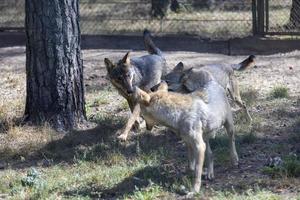 grauer Wolf im Wald foto