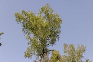 Verschiedene Bäume, die im Wald zusammenwachsen foto