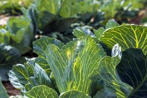 landwirtschaftliches Feld, in dem Kohl in Kohl angebaut wird foto