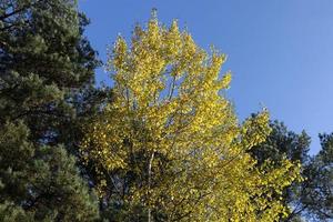 Herbstnatur mit Bäumen im Herbst von buntem Laub foto