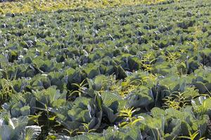 landwirtschaftliches Feld, in dem Kohl in Kohl angebaut wird foto