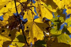 Ahornbaumlaub im Herbst foto