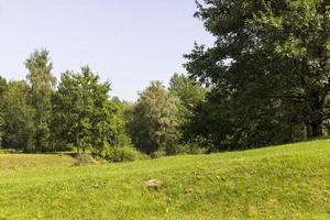 Verschiedene Bäume, die im Wald zusammenwachsen foto