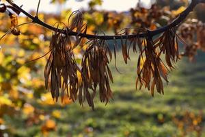 Herbstpark mit Bäumen während des Laubfalls foto