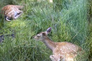 Rehe ruhen bei heißem Wetter foto