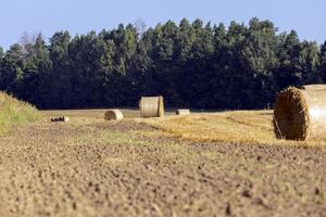 Strohstapel nach der Getreideernte auf dem Feld foto