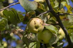 Apfelernte im Apfelgarten foto