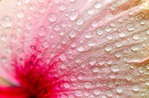 Wassertropfen Hibiskusblüte
