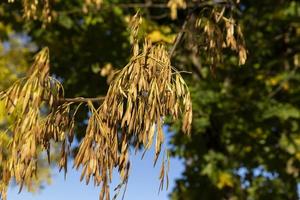 Ahornbaum während der Herbstsaison foto