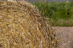 ein Feld mit Getreide im Sommer foto