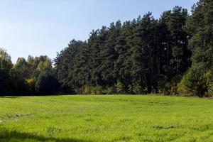 grünes gras mit vielen schäden und mängeln foto